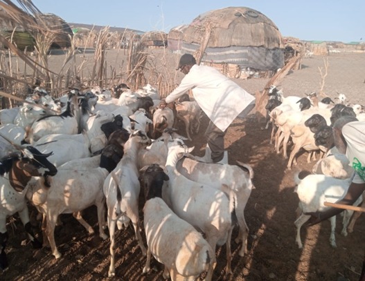 One Health Project – Animal Health Campaigns – Kenya and Ethiopia